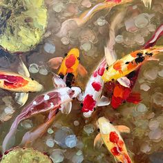 several colorful koi fish swimming in a pond