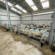 several sheep are eating hay in their pen