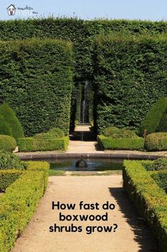 an image of a garden with hedges and water fountain in the center that says, how fast do boxwood shrubs grow?