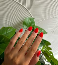 short, round, red nails Xs Short Round Nails, Bright Red Nails Christmas, Short Rounded Red Nails, Nails Acrylic Round Short, Bright Red Short Nails, Chili Red Nails, Short Red Dip Nails, Red Short Acrylics, Red Squoval Acrylic Nails