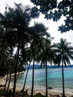 there are many palm trees on the beach