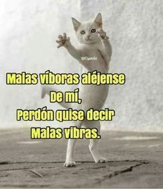 a white cat standing on its hind legs with the caption that reads, maas vibras algiensee de mi, perdon gusse decir