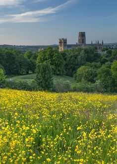 a field full of yellow flowers next to a castle in the distance with trees and grass