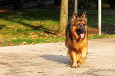 a large brown and black dog walking down a sidewalk