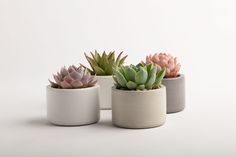 three small succulents in white pots on a white surface, one is pink and the other is green