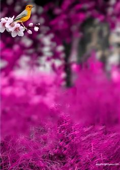 a yellow bird sitting on top of a tree branch next to purple grass and flowers