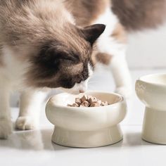 a cat eating food out of a white bowl