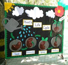 Life cycle of plant is a science board. It also shown seed germination stages and parts of a plant.This is 3D,colourful and attractive board of science subject.Here I used hard charts,glaze sheets,thermopl sheet for making it 3D.I used different captions related to each image for students learning.They can learn three things very easily through this board about seed germination stages, parts of a plant and life cycle of a plant.So, experienced science teachers must prepare this type of boards. Plant Cycle Activities, Plant Life Cycle Science Project, Science Garden Ideas, Life Cycles Activities For Preschoolers, Parts Of A Plant Bulletin Board, Stem Garden Projects, Horticulture Projects Student, Plant Life Cycle Bulletin Board, Life Cycle Of Plants Project