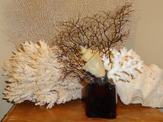 two vases filled with sea shells on top of a wooden table next to a wall