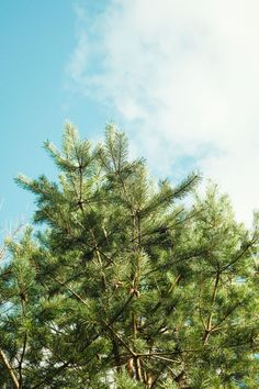 the top of a pine tree against a blue sky with wispy white clouds