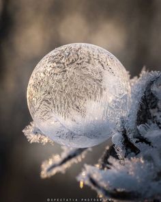 a frosty ball sitting on top of a tree branch