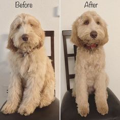 two pictures of a dog sitting on a chair before and after it has been groomed