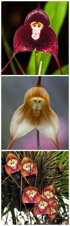 a close up of a flower with an odd face on it's back end