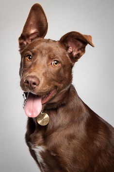 a brown dog with its tongue out and it's eyes wide open, sitting in front of a gray background