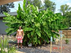 a man standing in front of a banana tree with lots of green leaves on it