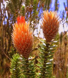 two orange flowers with green leaves in the foreground and blue sky in the background