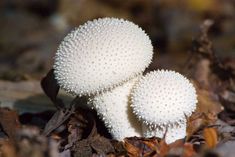 two white mushrooms sitting on top of leaves in the forest, with their heads turned to look like they're spiky