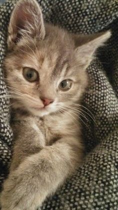 a small kitten laying on top of a blanket