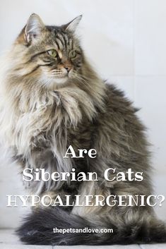 a long haired cat with the caption are siberian cats hypoallergenic?