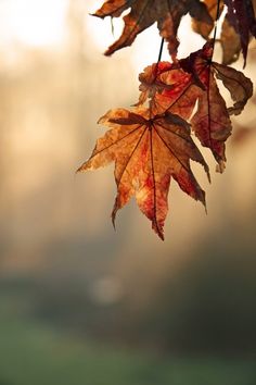 a leaf hanging from a tree branch in the fall