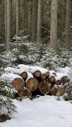 a pile of logs sitting in the middle of a forest covered in snow and surrounded by trees