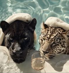 two black and white leopards sitting next to each other in a pool with wine glasses