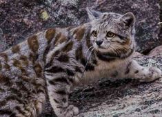 a striped cat sitting on top of a rock