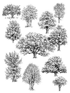 trees are shown in black and white on a white background