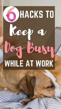 how to keep a dog busy while at work | how to keep a dog busy indoors during the day Novelty Sign