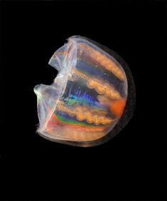 a plastic object that looks like a jellyfish