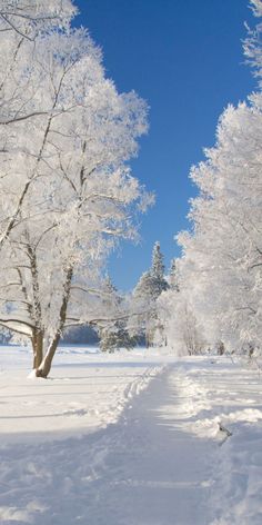 Winter Aesthetic Photos Bright Winter Aesthetic, December Photos, Winter Fotos, Frost Aesthetic, December Vibes, Pretty Snow, Winter Collage, Winter Moodboard, Snow Wallpaper