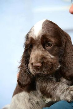 a brown and white puppy is sitting on someone's lap