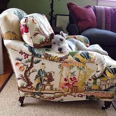 a white dog laying on top of a colorful chair