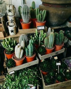 many different kinds of cactus in wooden containers