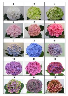 different types of hydrangea flowers are shown in the pictures, with numbers and colors