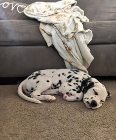 a dalmatian dog is laying on the floor next to a couch and blanket