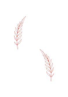 two red leaves on a white background, one is drawn in pencil and the other is drawn