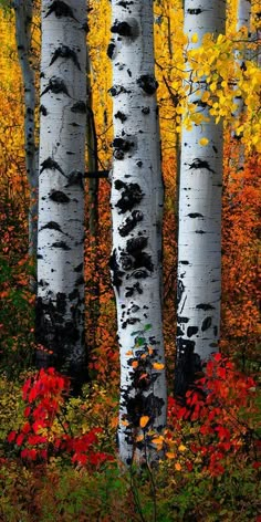 a group of trees that are next to each other in the woods with leaves on them