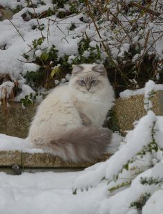 a white cat sitting on top of a stone wall covered in snow next to shrubbery