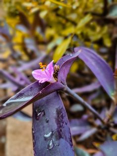 a purple flower with water drops on it