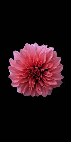 a large pink flower sitting on top of a black surface