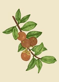 an illustration of nuts on a branch with leaves