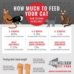 how much to feed your cat is it really important for cats? infographical