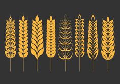 an image of different types of wheat on a black and yellow background illustration by person