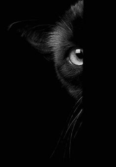 a black cat's face is seen through the dark darkness, with only one eye visible