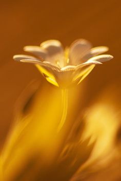 a close up view of a flower with blurry petals in the foreground and an orange background