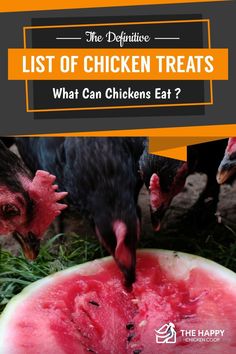 chickens eating watermelon with the words list of chicken treats what can chickens eat?