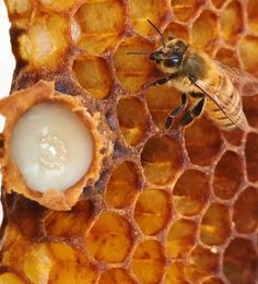 a close up of a bee on a honeycomb