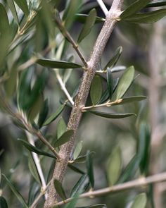 an olive tree branch with green leaves