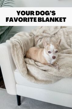 a small dog laying on top of a white couch